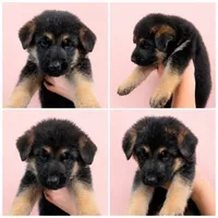Cienna, a female German Shepherd Dog for sale in Penhook, VA – 4 of 8