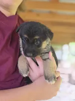 Bell, a female German Shepherd Dog for sale in Penhook, VA – 3 of 10