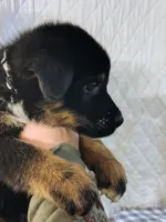 Andy, a male German Shepherd Dog and Bernese Mountain Dog for sale in Penhook, VA – Photo 4 of 10