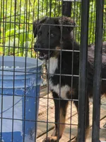Andy, a male German Shepherd Dog and Bernese Mountain Dog for sale in Penhook, VA – 8 of 10