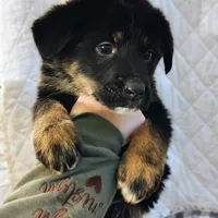 Andy, a male German Shepherd Dog and Bernese Mountain Dog for sale in Penhook, VA – Photo 2 of 10