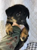 Andy, a male German Shepherd Dog and Bernese Mountain Dog for sale in Penhook, VA – Photo 1 of 10