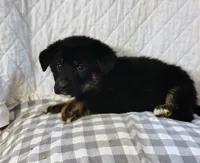 Andy, a male German Shepherd Dog and Bernese Mountain Dog for sale in Penhook, VA – Photo 5 of 10