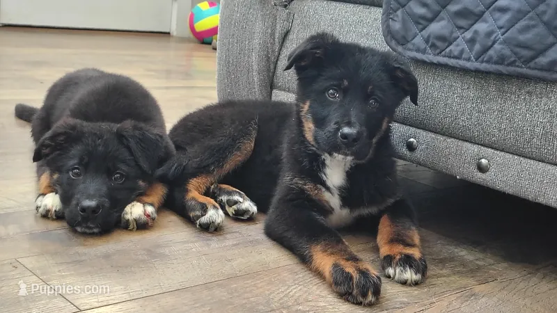 Andy – German Shepherd Dog, Bernese Mountain Dog puppy for sale in Penhook, VA