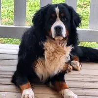 Andy, a male German Shepherd Dog and Bernese Mountain Dog for sale in Penhook, VA – Photo 4 of 10