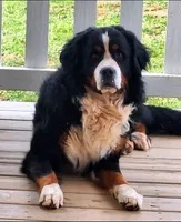 Andy, a male German Shepherd Dog and Bernese Mountain Dog for sale in Penhook, VA – Photo 6 of 10