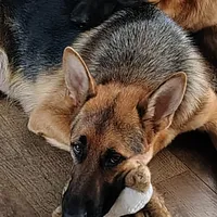 Andy, a male German Shepherd Dog and Bernese Mountain Dog for sale in Penhook, VA – Photo 7 of 10
