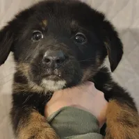 Andy, a male German Shepherd Dog and Bernese Mountain Dog for sale in Penhook, VA – Photo 3 of 10