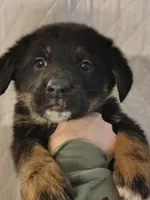 Andy, a male German Shepherd Dog and Bernese Mountain Dog for sale in Penhook, VA – Photo 2 of 10