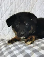 Andy, a male German Shepherd Dog and Bernese Mountain Dog for sale in Penhook, VA – Photo 3 of 10
