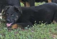 Andy, a male German Shepherd Dog and Bernese Mountain Dog for sale in Penhook, VA – 1 of 10