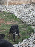 Andy, a male German Shepherd Dog and Bernese Mountain Dog for sale in Penhook, VA – 10 of 10
