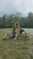 5th Generation, a male German Shepherd Dog for sale in Penhook, VA – 9 of 10