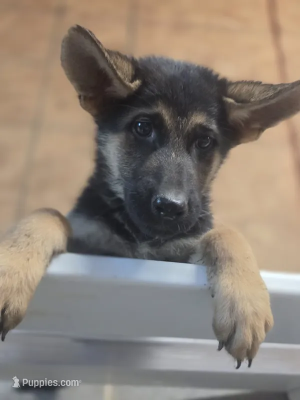 Chase  5th Generation  – German Shepherd Dog puppy for sale in Penhook, VA