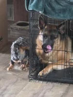5th Generation, a male German Shepherd Dog for sale in Penhook, VA – 4 of 10