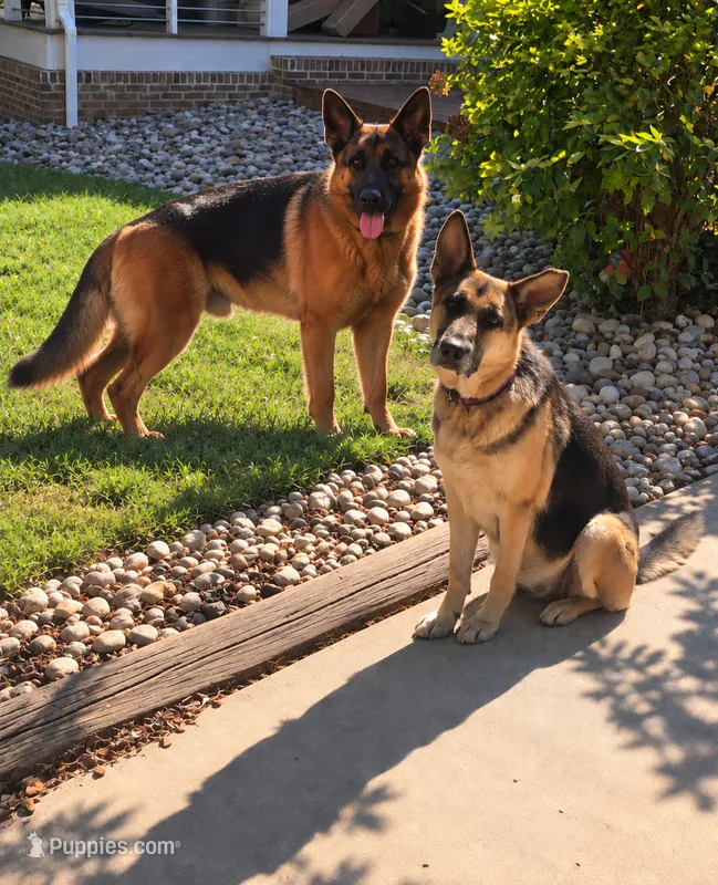 Christmas  – German Shepherd Dog puppy for sale in Penhook, VA