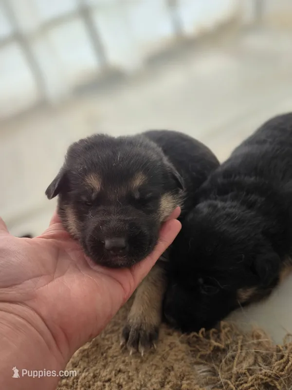 Bailee – German Shepherd Dog puppy for sale in Penhook, VA