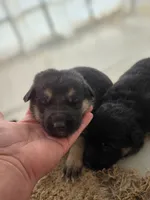 Bailee, a female German Shepherd Dog for sale in Penhook, VA – 1 of 7