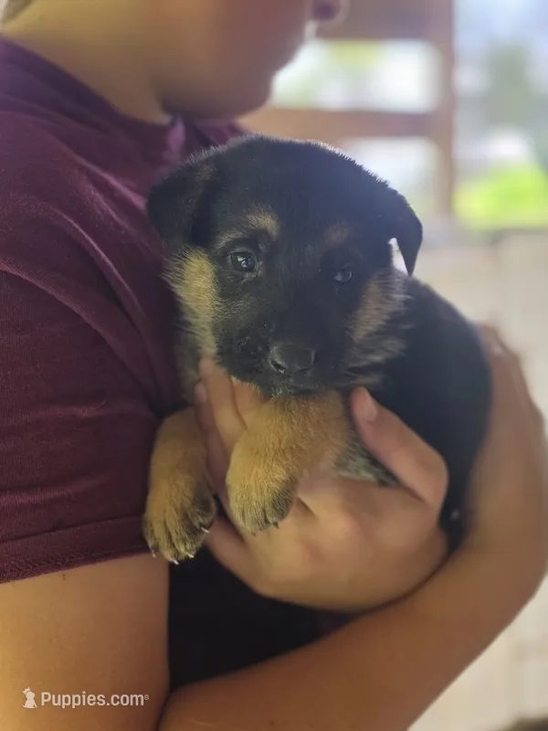 Boone – German Shepherd Dog puppy for sale in Penhook, VA