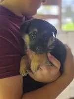 Boone, a male German Shepherd Dog for sale in Penhook, VA – 1 of 10