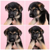 Cierra, a female German Shepherd Dog for sale in Penhook, VA – 8 of 8