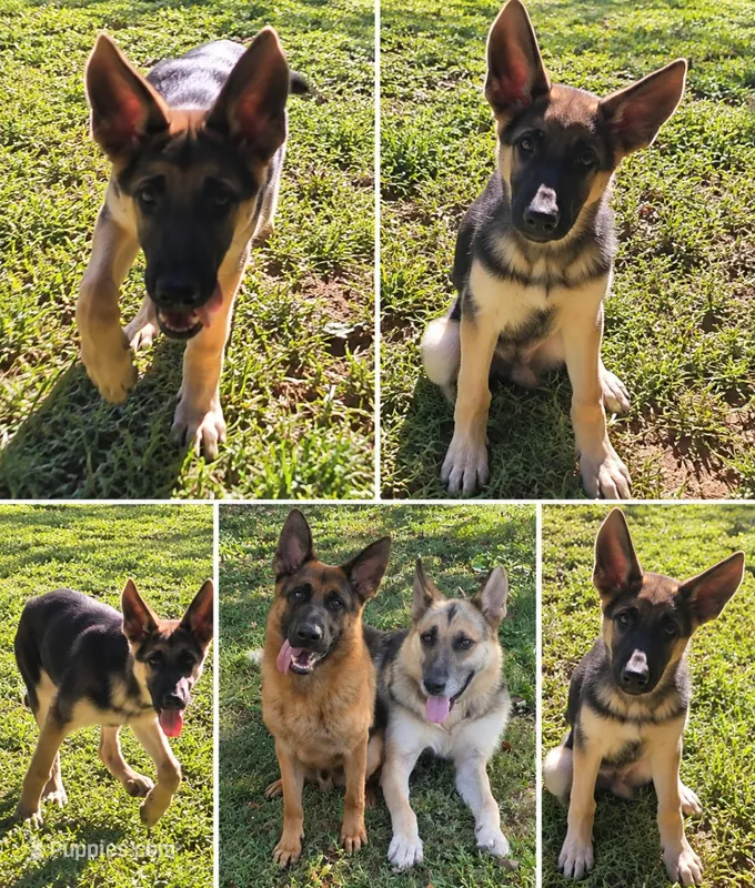 Boone – German Shepherd Dog puppy for sale in Penhook, VA