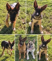 Boone, a male German Shepherd Dog for sale in Penhook, VA – 1 of 8