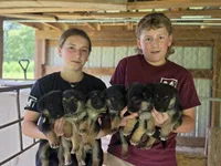 Bailee, a female German Shepherd Dog for sale in Penhook, VA – 4 of 8