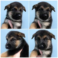Cooper (5th Gen), a male German Shepherd Dog for sale in Penhook, VA – 2 of 8