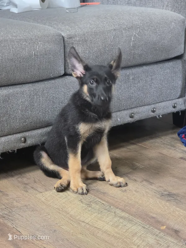 Bailee – German Shepherd Dog puppy for sale in Penhook, VA