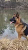 Cierra, a female German Shepherd Dog for sale in Penhook, VA – 4 of 8