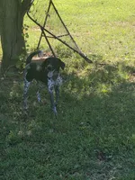 Frank, a male German Shorthaired Pointer for sale in Penhook, VA – 7 of 8