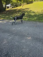 Frank, a male German Shorthaired Pointer for sale in Penhook, VA – 5 of 8
