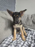 Bryn, a female German Shepherd Dog for sale in Penhook, VA – 5 of 10