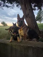 CiCi, a female German Shepherd Dog for sale in Penhook, VA – 1 of 10