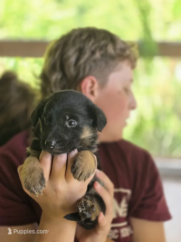 Bernice – German Shepherd Dog puppy for sale in Penhook, VA