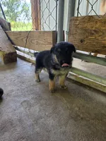 Boone, a male German Shepherd Dog for sale in Penhook, VA – 8 of 10