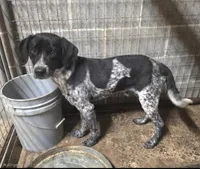 Frank, a male German Shorthaired Pointer for sale in Penhook, VA – 2 of 3