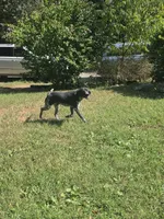Frank, a male German Shorthaired Pointer for sale in Penhook, VA – 6 of 8