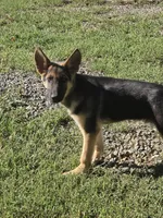 Boone, a male German Shepherd Dog for sale in Penhook, VA – 7 of 8