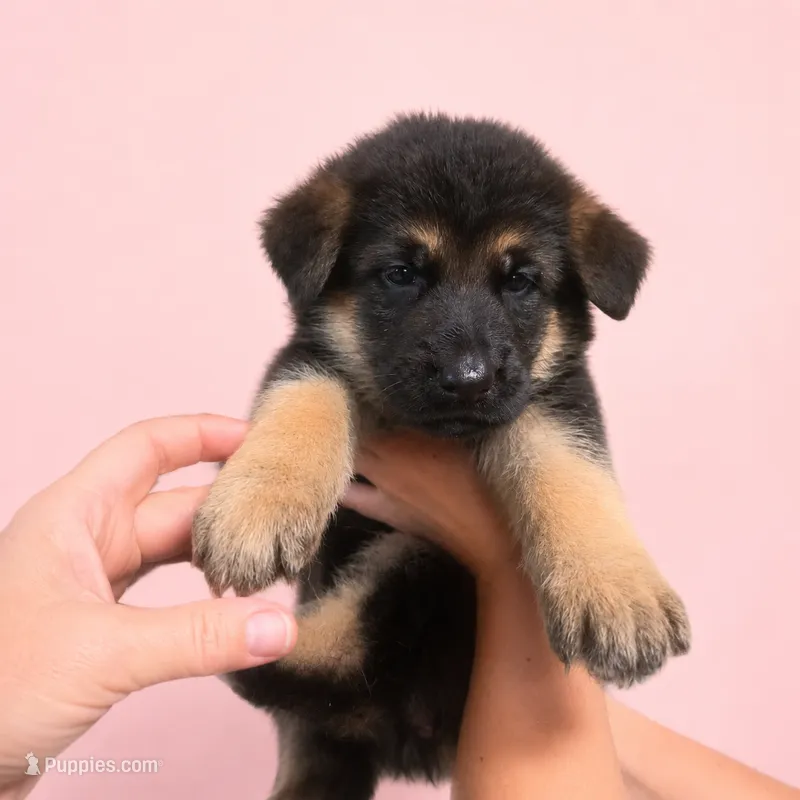 Cienna – German Shepherd Dog puppy for sale in Penhook, VA