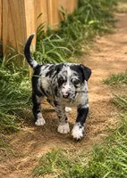 Oreo, a male American Bulldog and American Pit Bull Terrier for sale in Penhook, VA – 3 of 3