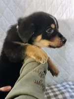 Axel, a male German Shepherd Dog and Bernese Mountain Dog for sale in Penhook, VA – Photo 2 of 10