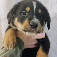Axel, a male German Shepherd Dog and Bernese Mountain Dog for sale in Penhook, VA – Photo 1 of 8