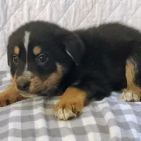 Axel, a male German Shepherd Dog and Bernese Mountain Dog for sale in Penhook, VA – Photo 3 of 8