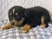 Axel, a male German Shepherd Dog and Bernese Mountain Dog for sale in Penhook, VA – Photo 4 of 10