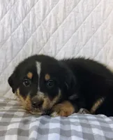Axel, a male German Shepherd Dog and Bernese Mountain Dog for sale in Penhook, VA – Photo 5 of 10