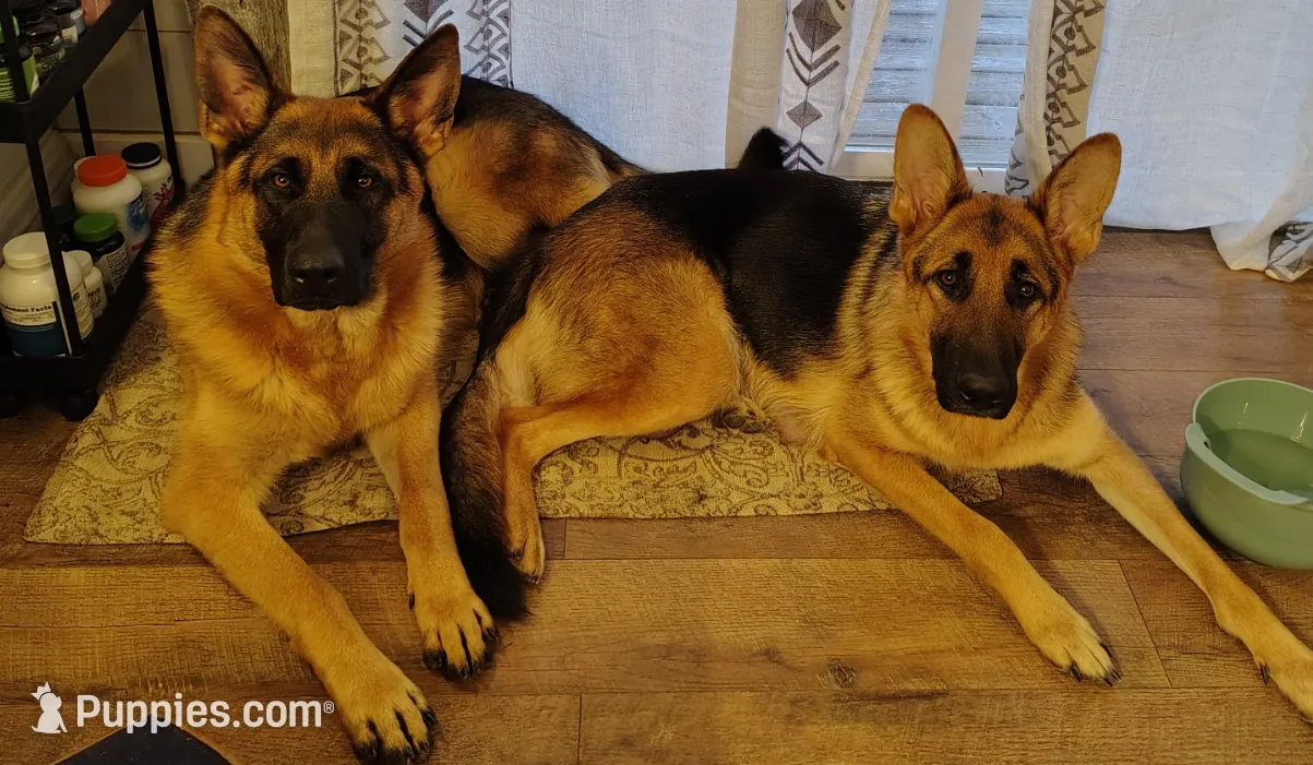 Axel, a male German Shepherd Dog and Bernese Mountain Dog for sale in Penhook, VA – Photo 10 of 10