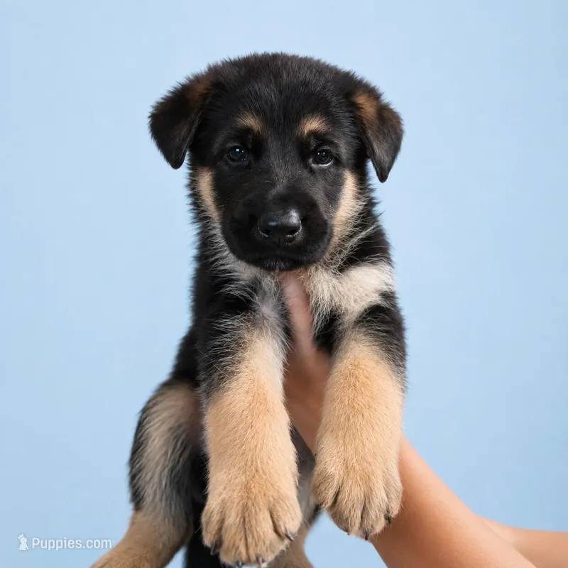 Cash 5th Generation – German Shepherd Dog puppy for sale in Penhook, VA