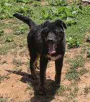 Andy, a male German Shepherd Dog and Bernese Mountain Dog for sale in Penhook, VA – 7 of 10
